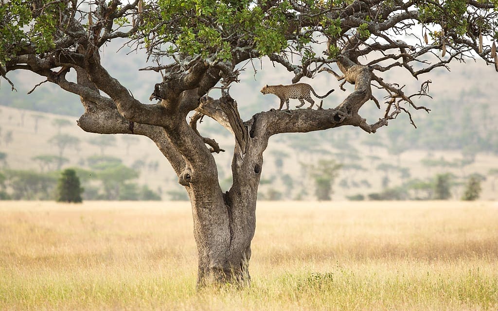 Leopard in a sausage tree in the Serengeti