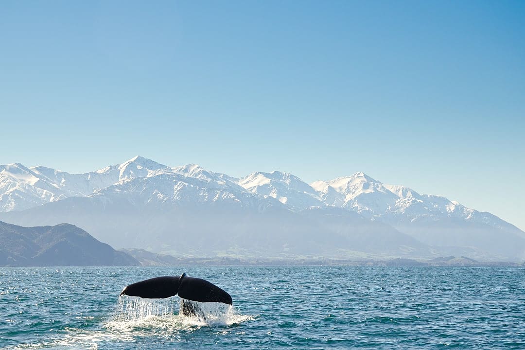 Whale tale breaching the surface in Kaikōura, New Zealand