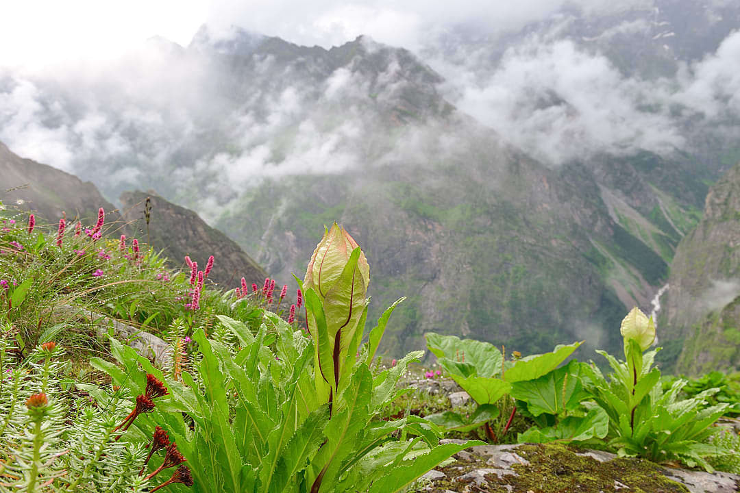 The flowering plants in the foreground contrast with the towering, rugged mountain wilderness.