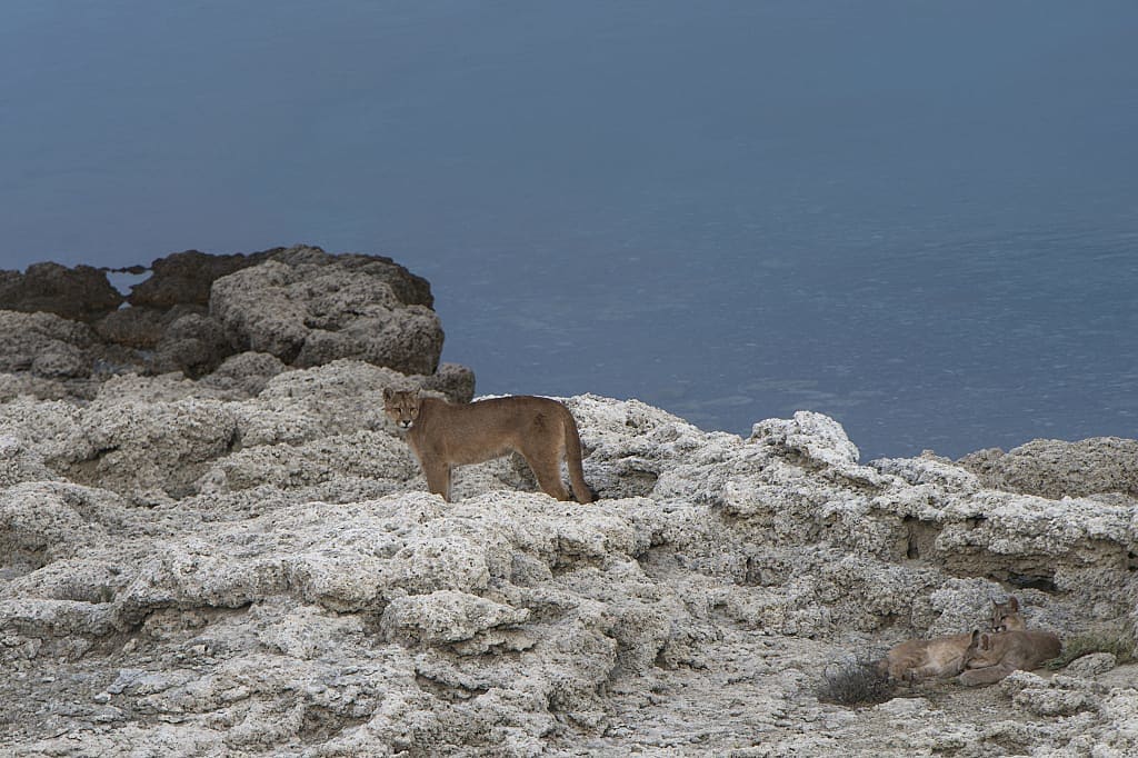 Cougar with cubs, Patagonia in winter, Chile