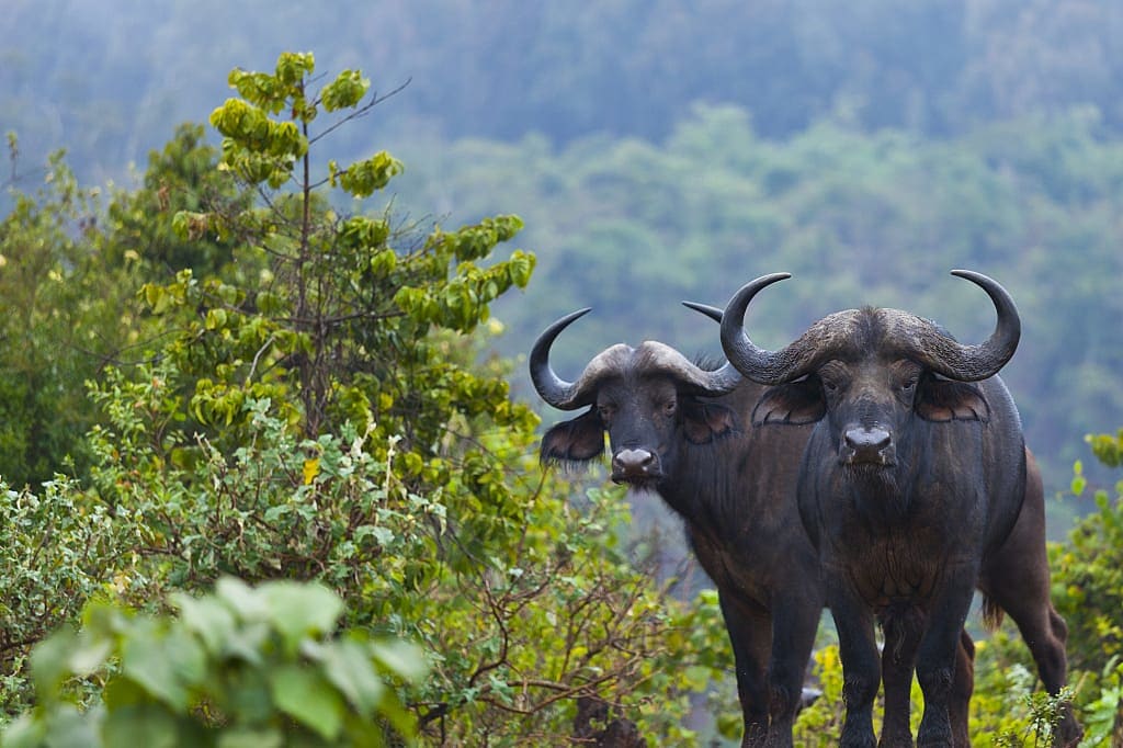 Two buffaloes in woodland, Aberdeer National Park, Kenya, Africa