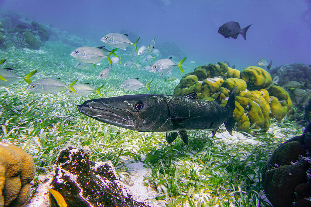 Barracuda in the waters of the Caulker Caye Marine Reserve, Belize