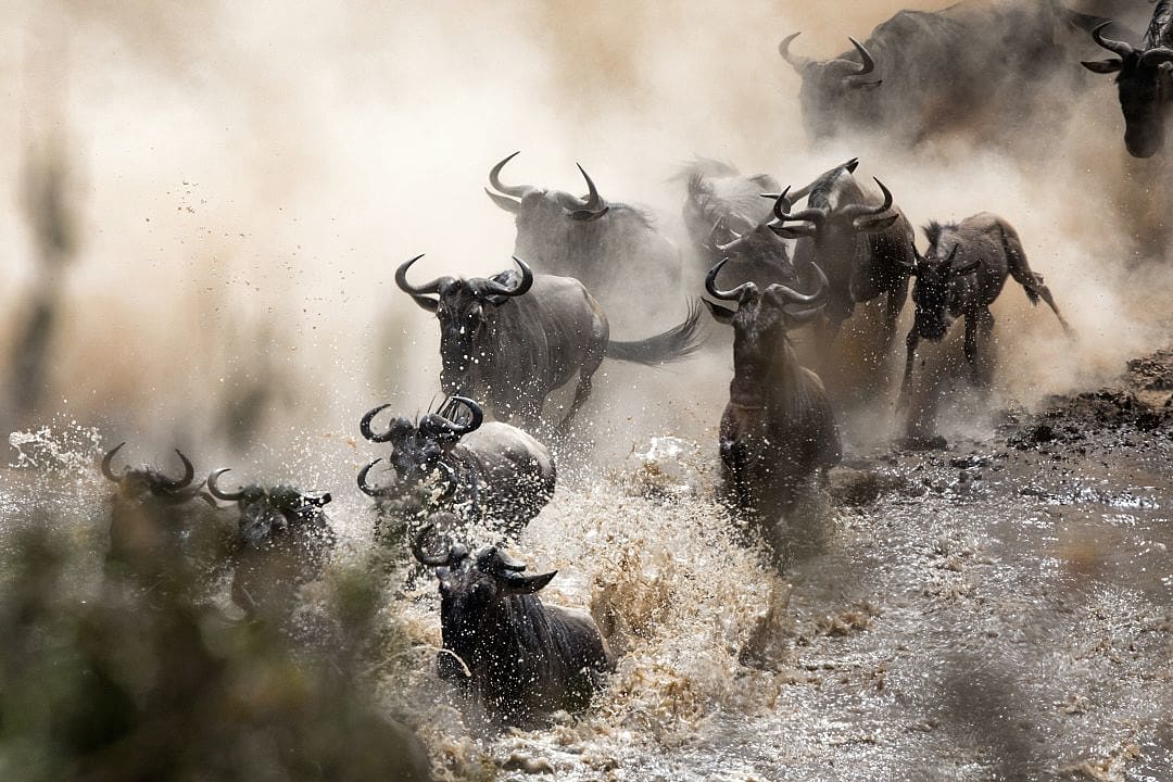 e dramatic Great Migration river crossing, a spectacular safari highlight with wildebeest navigating the Mara River