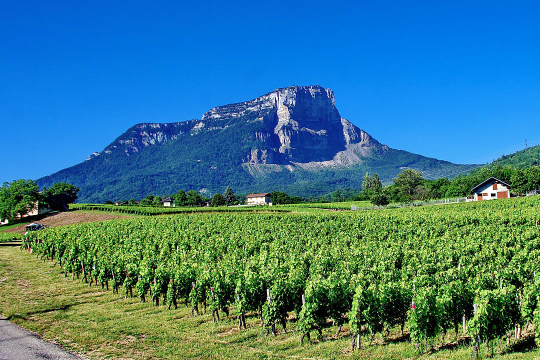 Vineyard in Savoie, France