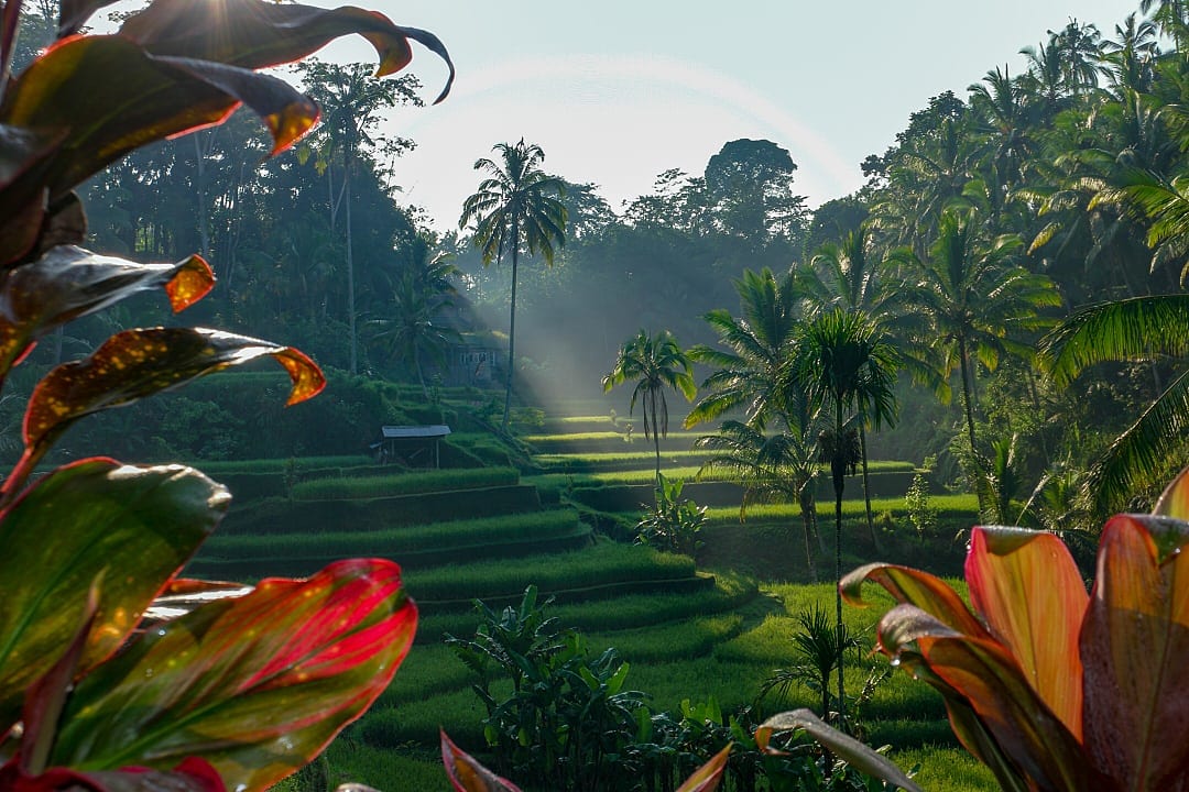 Rice terraces in Bali.