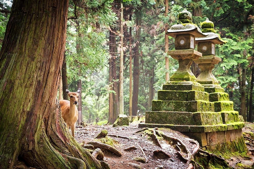 Sika deer at Nara Park in Nara, Japan