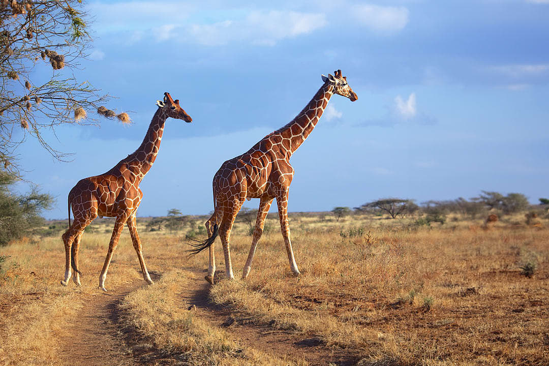 Samburu National Reserve, Kenya