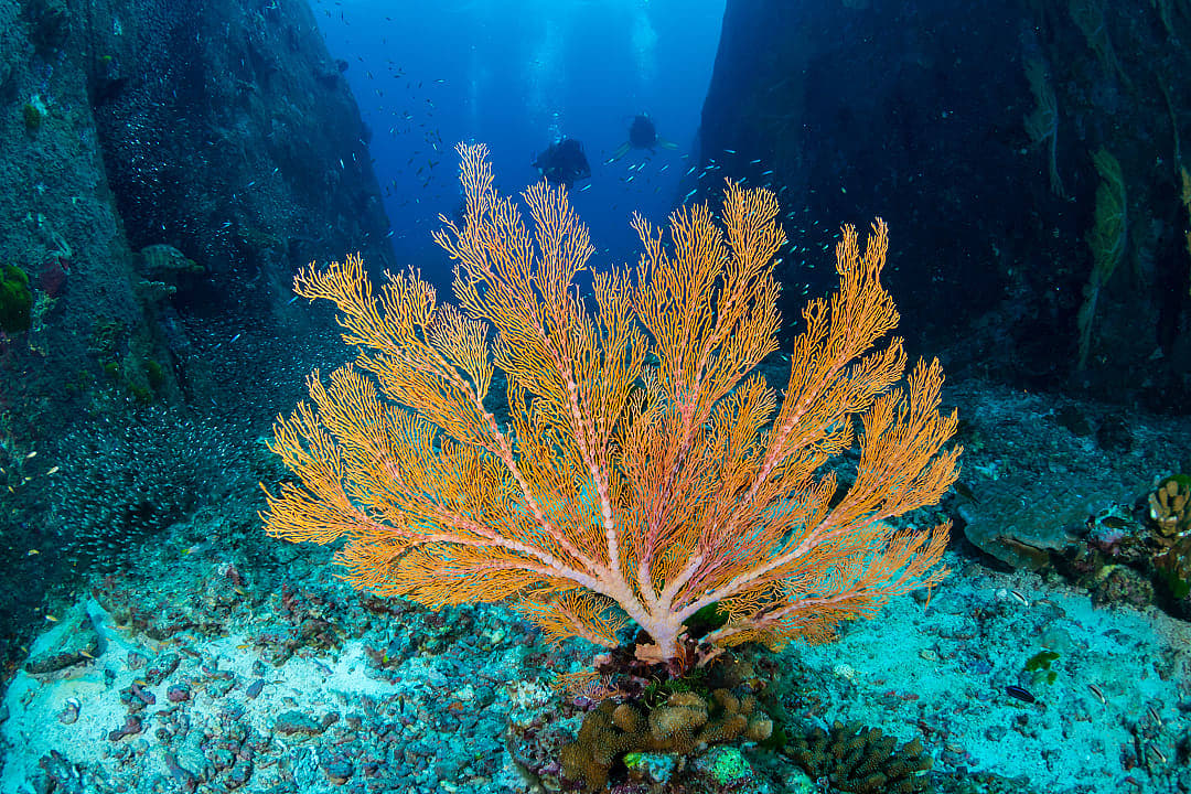 Coral reef in the Similan Islands, Thailand