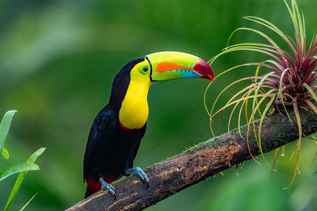 Colourful Toucan in the Belizean Rainforest.