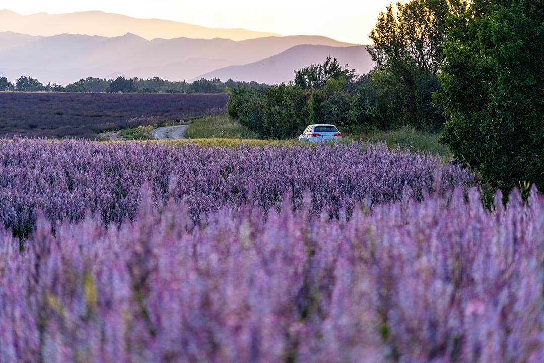 Car driving though lavender fields in Provence, France