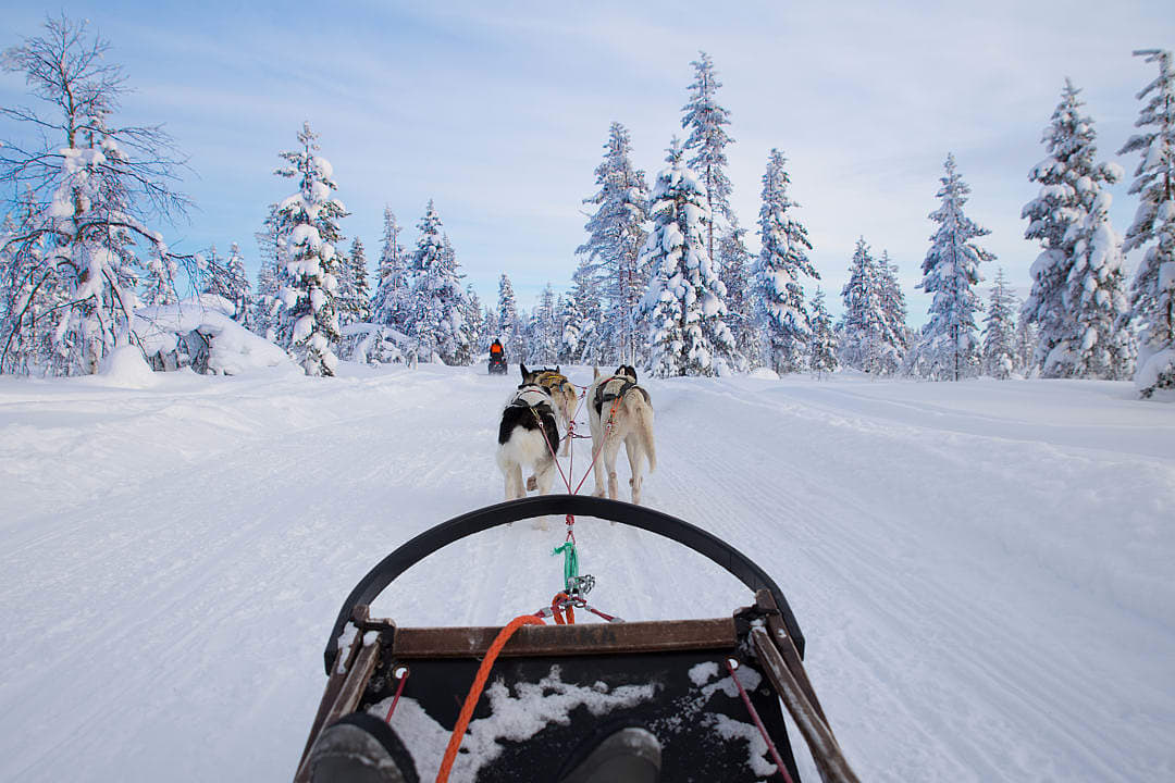 Dog Sledding in Sweden during winter