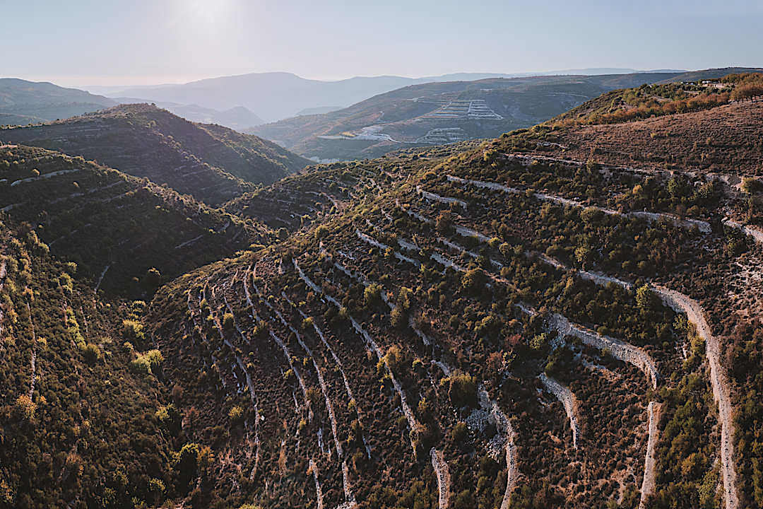 Vineyards in Omodos, Cyprus.