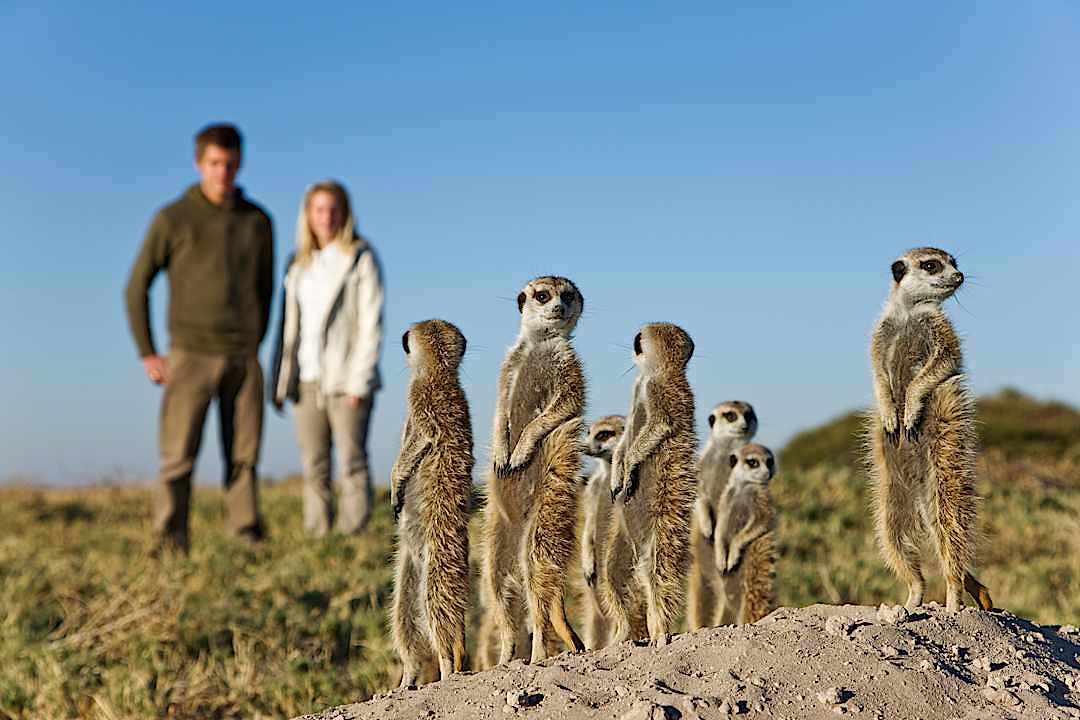 A couple watches meerkats in Botswana