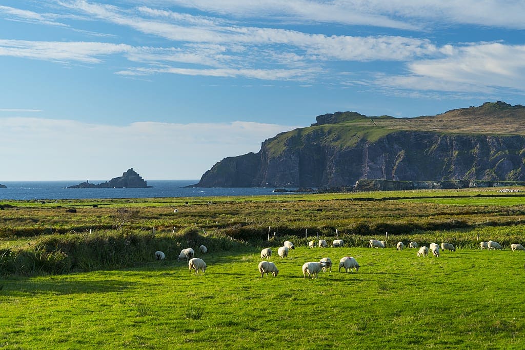 Sheep graze on the coast of Dingle Peninsula, County Kerry, Ireland