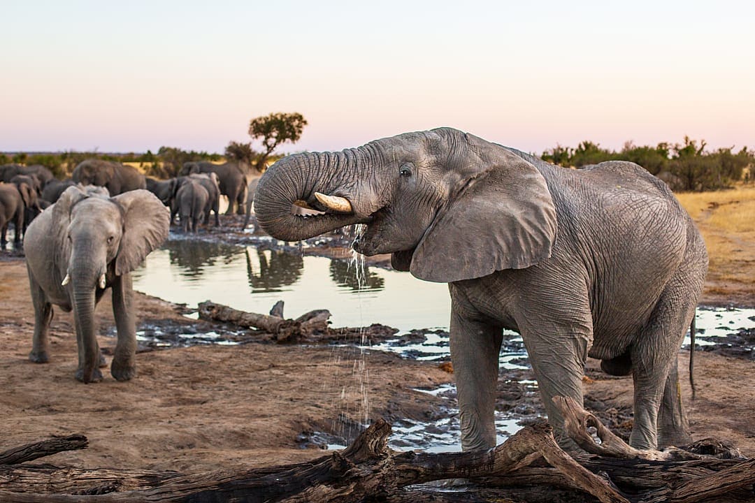 Elephants in Hwange National Park.