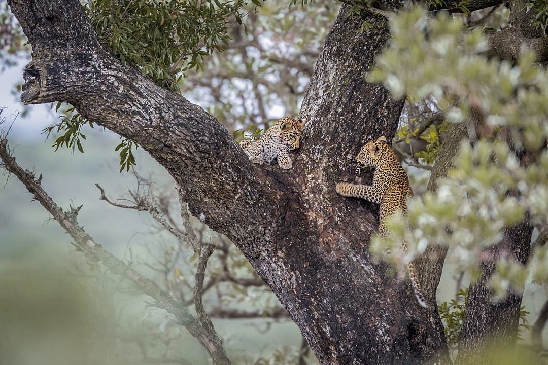 Leopards in Kruger National Park, South Africa.