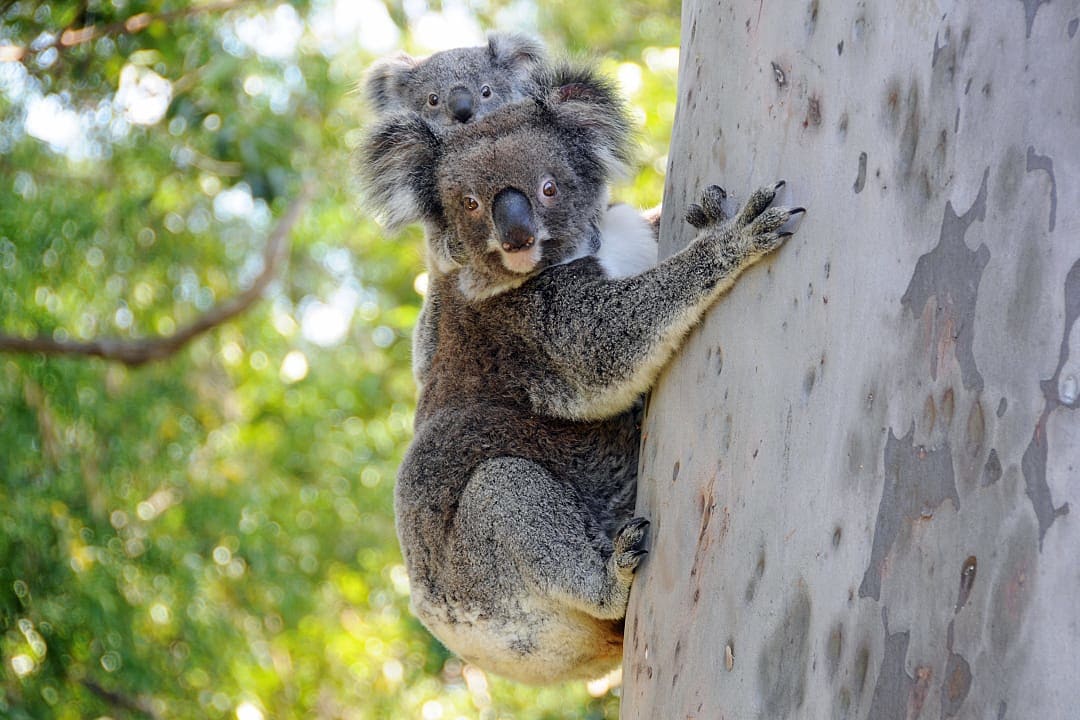 Mother and baby koala in a gumtree