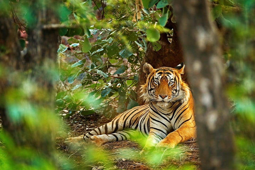 Tiger laying on the jungle floor in India
