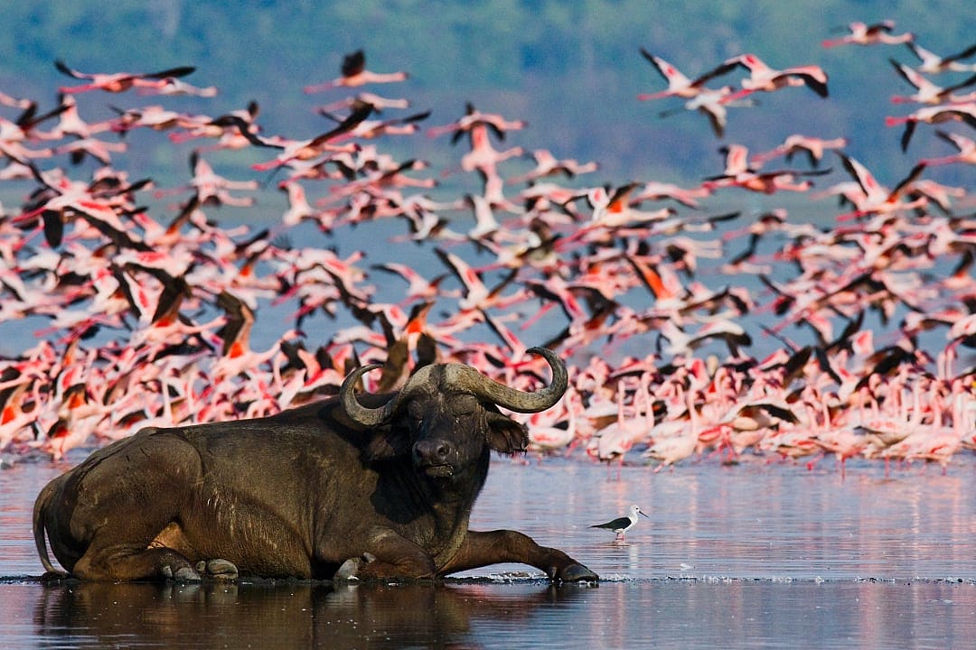 Lake Nakuru, Kenya