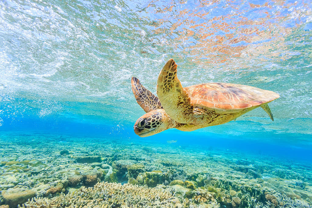 Turtle swimming along the Great Barrier Reef in Australia