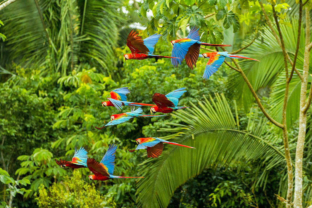 Flock of vibrant scarlet macaws flying through lush green rainforest in the Amazon jungle