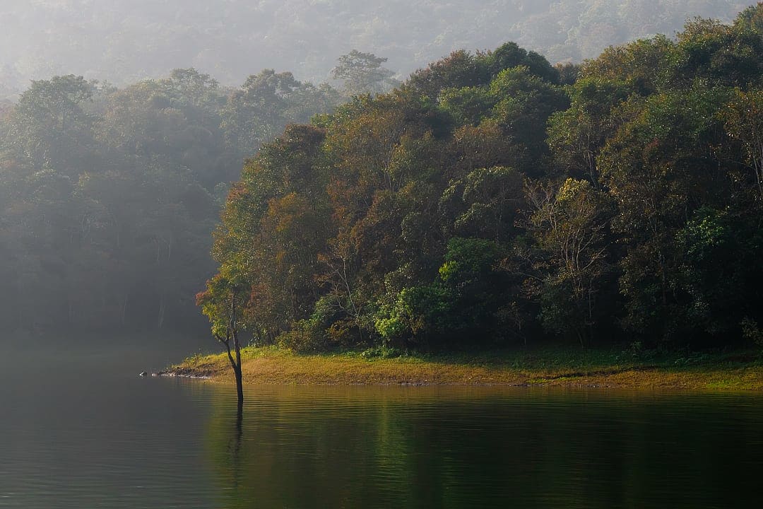 Misty forested lake shore in early morning light at Periyar Wildlife Sanctuary, Thekkady, Kerala, India.