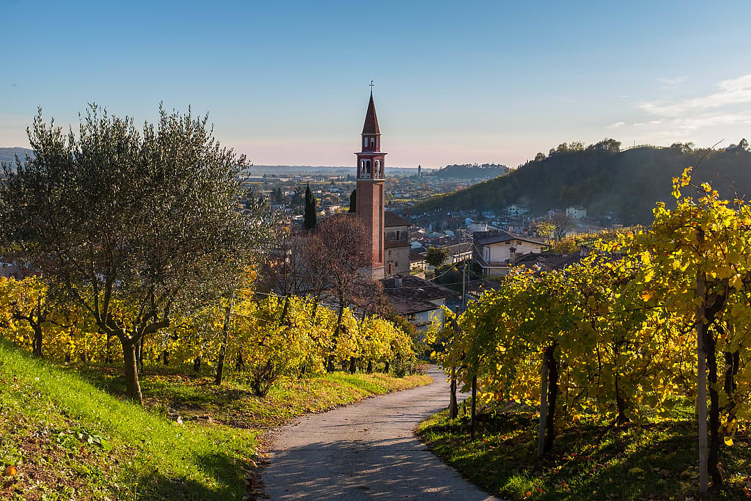 Vineyards in Prosecco Hills in Veneto, Italy