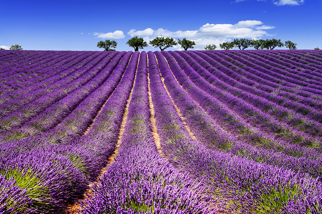 Lavender fields in Provence, France