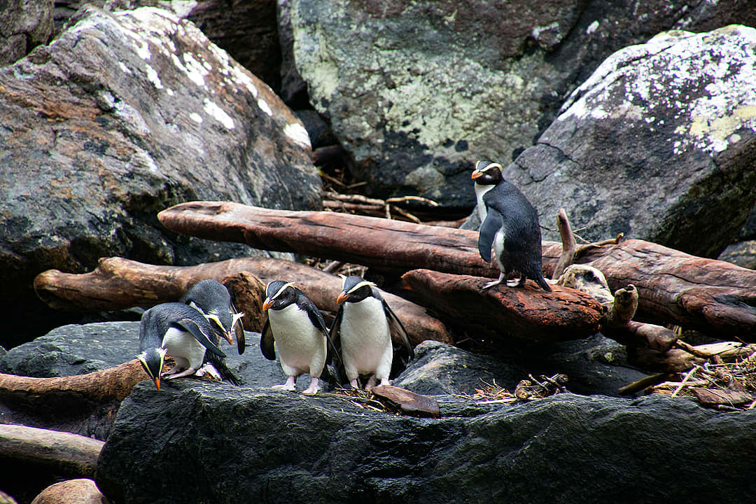 Fiordland crested penguins gather on rocky shoreline in Milford Sound.