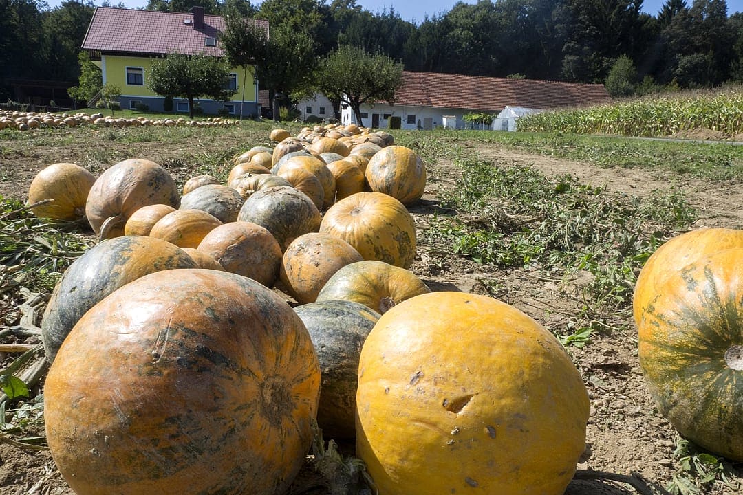 Harvested pumpkins, Croatia.