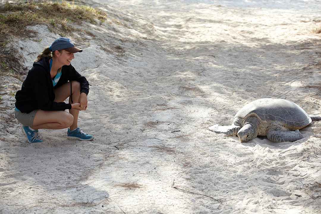 Woman looking at a turtle on Heron Island, photo courtesy of Tourism Australia.