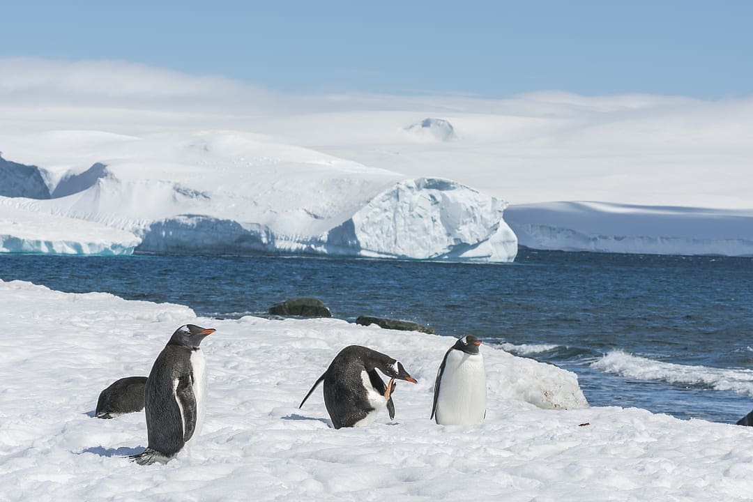 A colony of penguins in Antarctica.