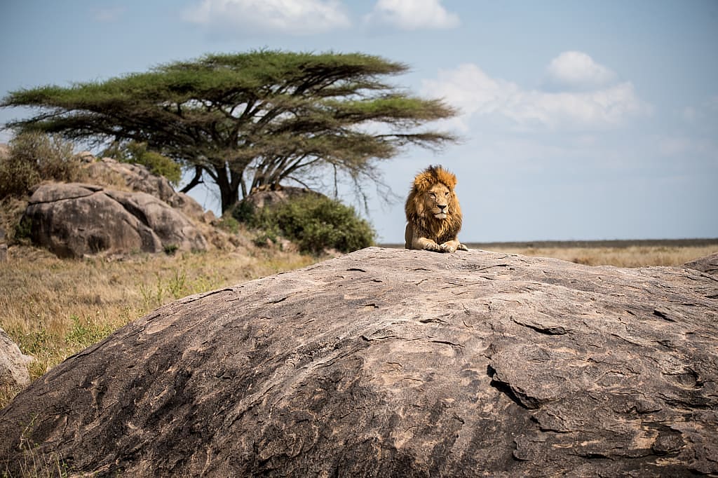 Proud lion in the savannah, Serengeti National Park, Tanzania, Africa