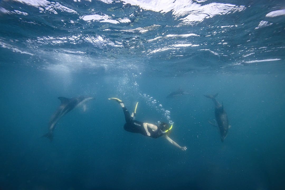 Woman snorkeling with dolphins in Kaikōura, Canterbury, New Zealand