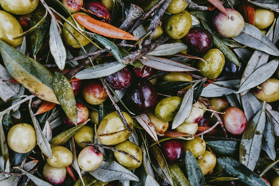 Olives being harvested in Lesbos, Greece