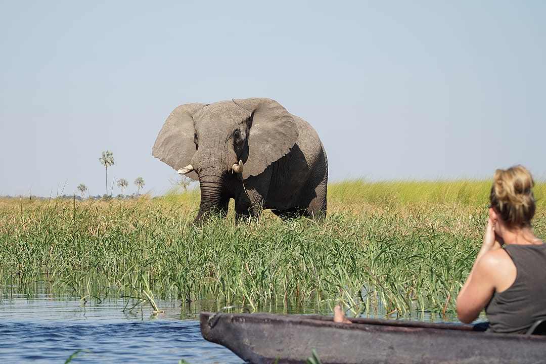 A sighting of an elephant during a safari on a mokoro boat on the Okavango Delta. 