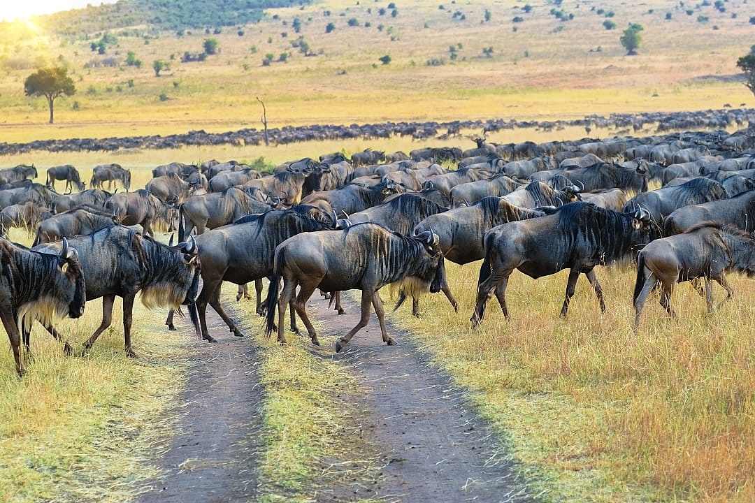 A large herd of wildebeest crossing a dirt road on an open savanna during their seasonal migration.