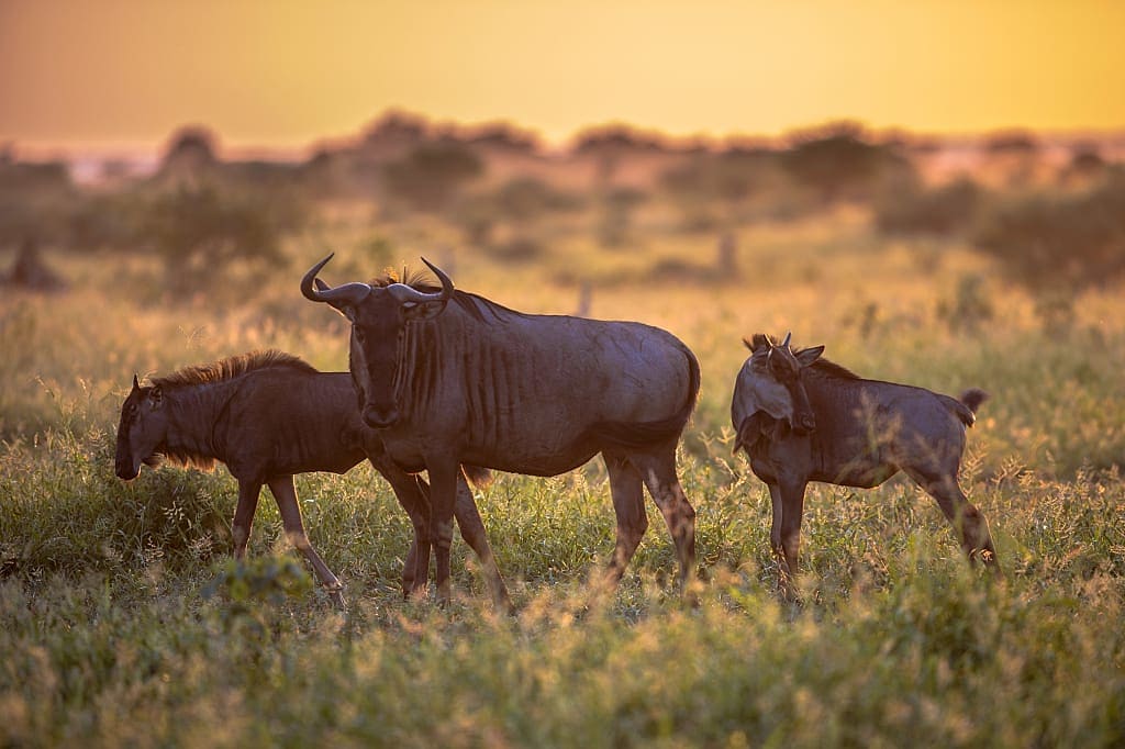 Wildebeests at sunset in Kruger, South Africa