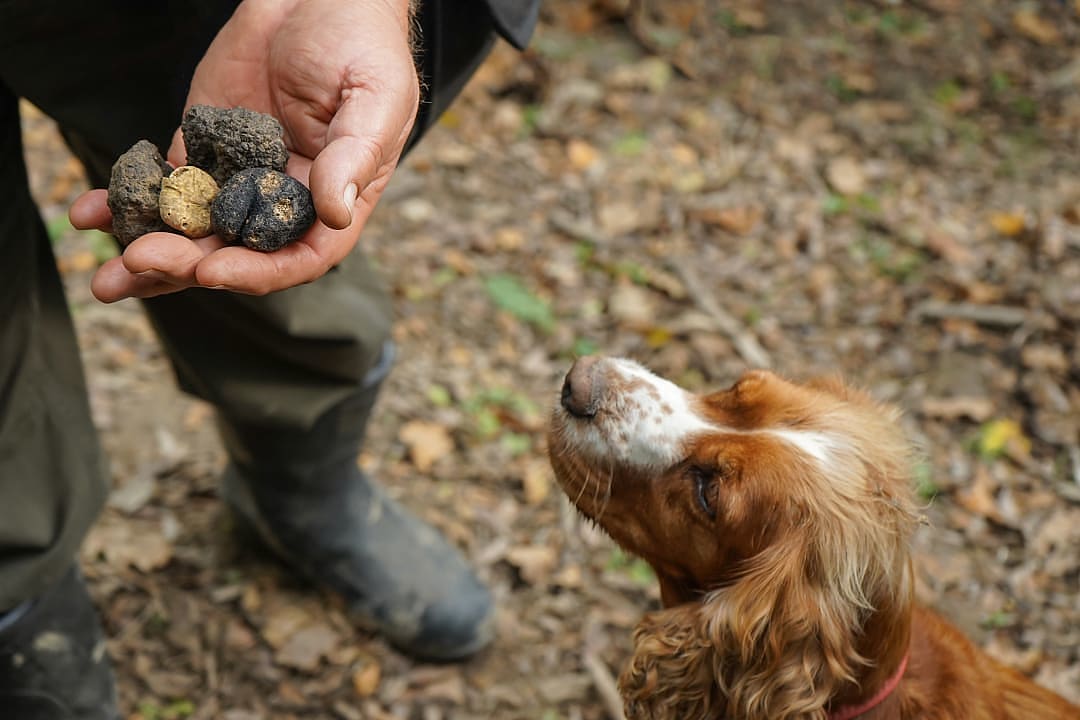 A man holding truffles in front of a dog