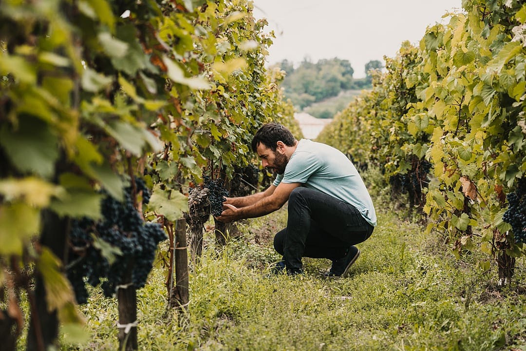 Man at a vineyard in Bordeaux, France
