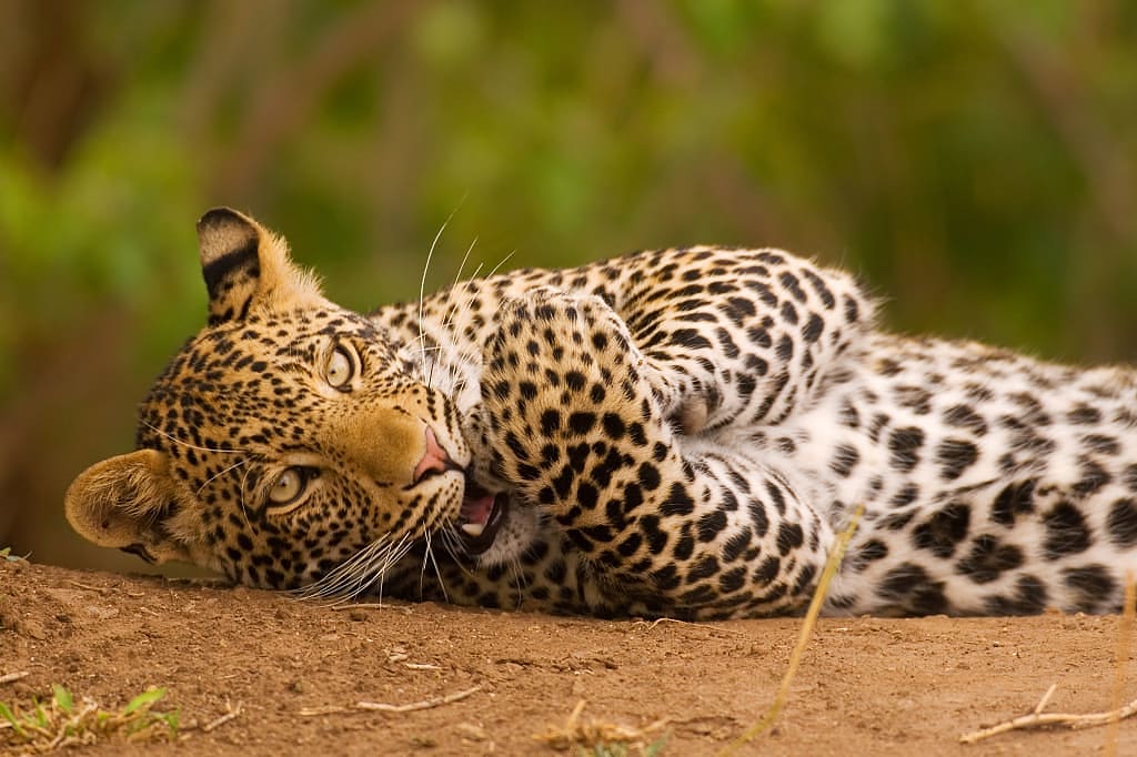 Playful leopard seen on a Safari in South Africa.