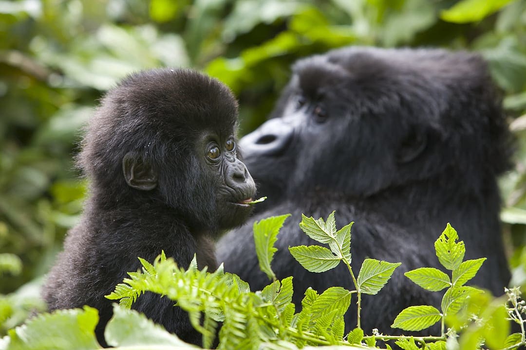 Baby mountain gorilla gazes at its mother amid dense green foliage in Rwanda.