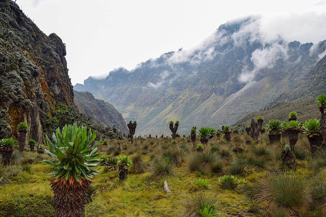 Rwenzori Mountains in Uganda