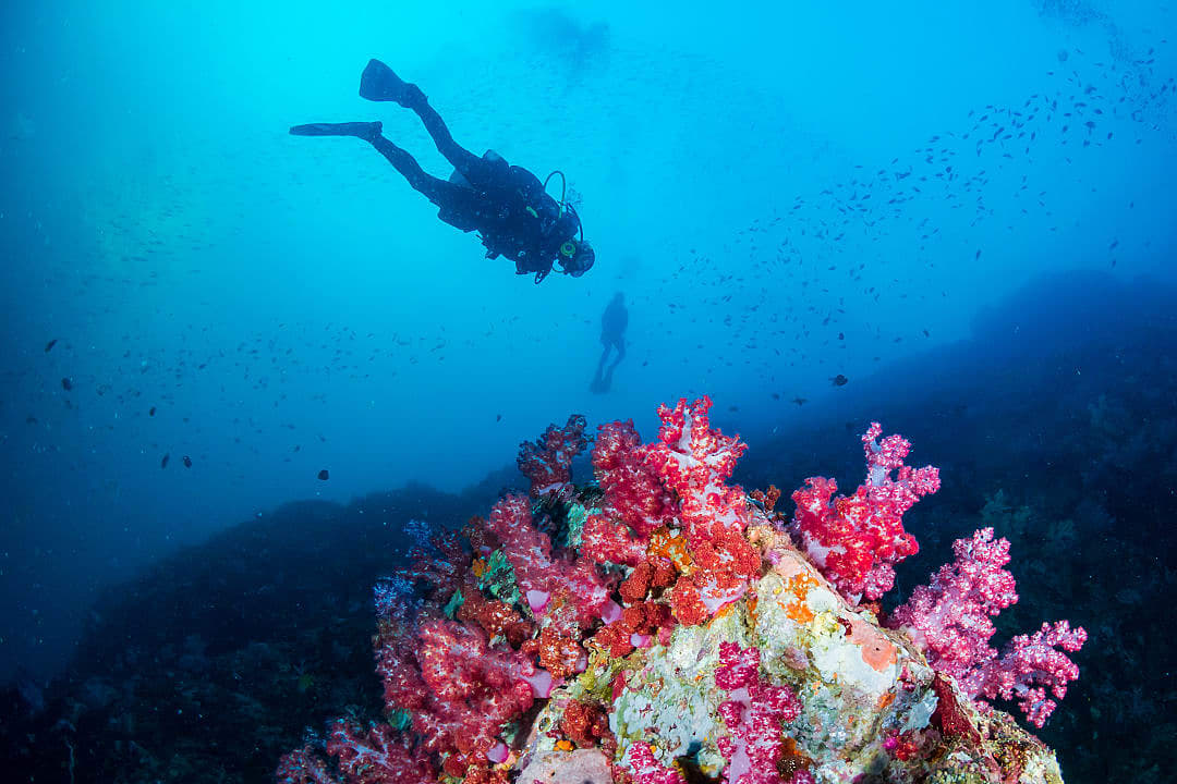 Diving in the Great Barrier Reef