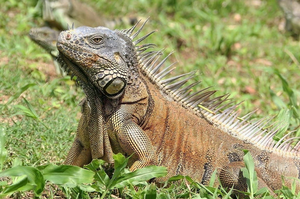 Colorful iguana, Belize