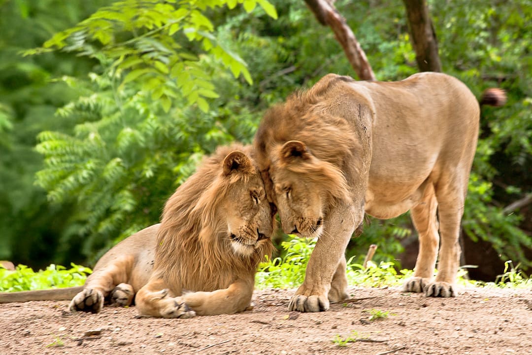 Two Asiatic lions nuzzling affectionately in the shade of Gir National Park, India’s last lion refuge