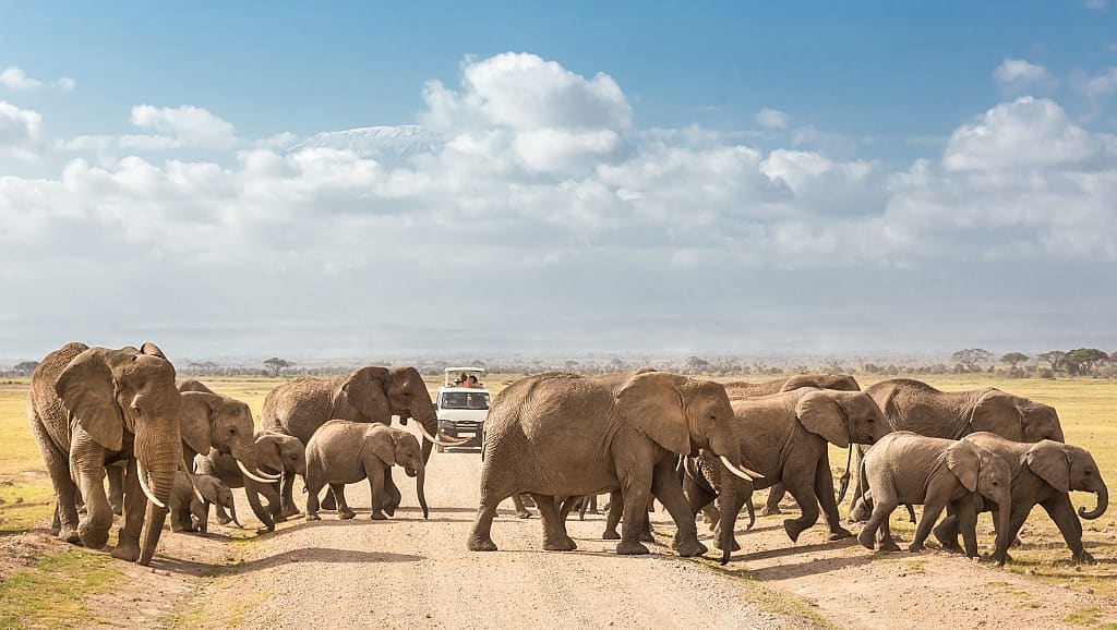 Lion in Serengeti, Tanzania