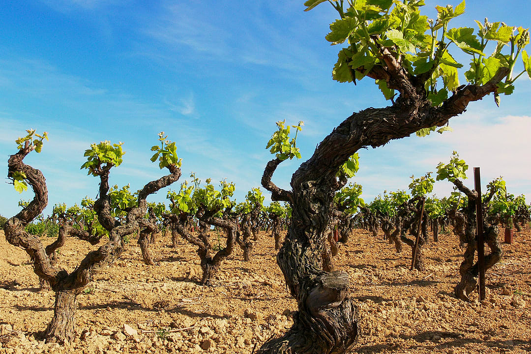 Vineyard in Languedoc-Roussillon, France
