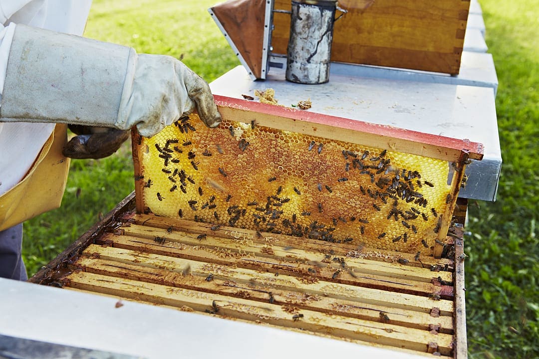 A Croatian beekeeper harvests golden honey straight from the hive in the heart of the countryside