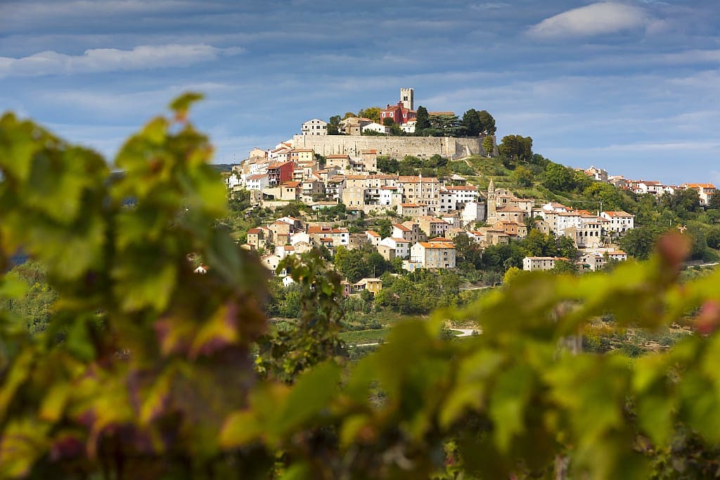 Vineyards surrounding Motovun, Croatia
